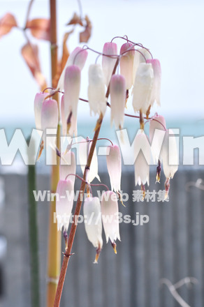 サボテンの写真素材 W-004641