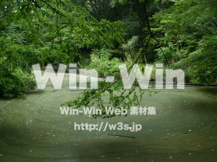 生田緑地の写真素材 W-004832