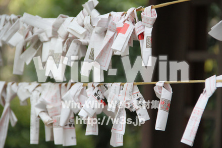 琴平神社_おみくじの写真素材 W-004820