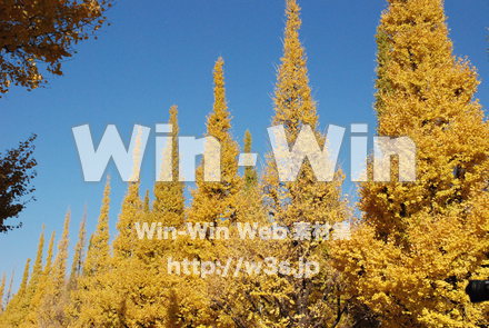 イチョウの写真素材 W-004609