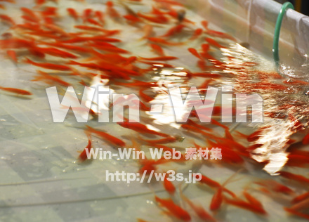 日枝神社山王祭の写真素材 W-005114