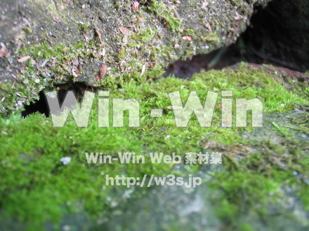 こけの写真素材 W-004489