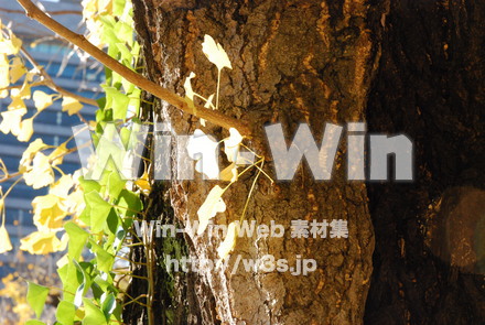 イチョウの写真素材 W-004592