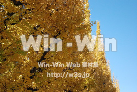 イチョウの写真素材 W-004613