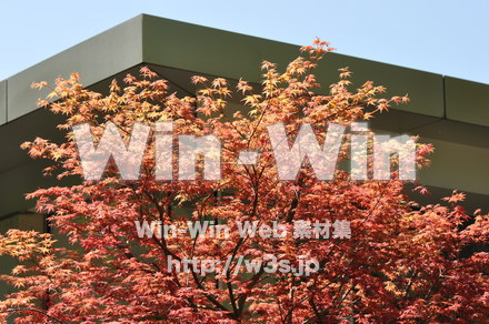 紅葉の紅葉の写真素材 W-005161