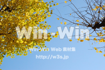 イチョウの写真素材 W-004590