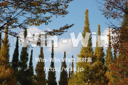 イチョウの写真素材 W-004616