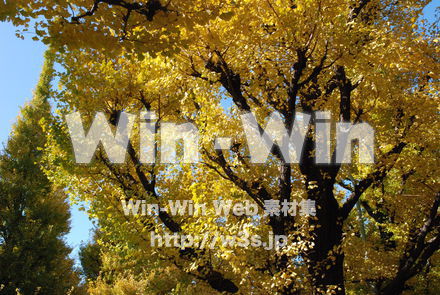 イチョウの写真素材 W-004627