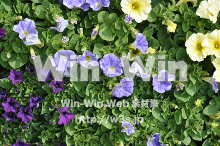 不明な花の写真素材 W-004250