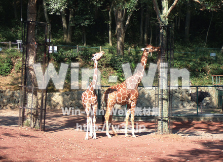 キリンの写真素材 W-004524