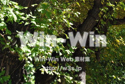 イチョウの写真素材 W-004634