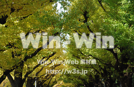 イチョウの写真素材 W-004618