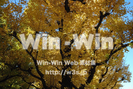 イチョウの写真素材 W-004604