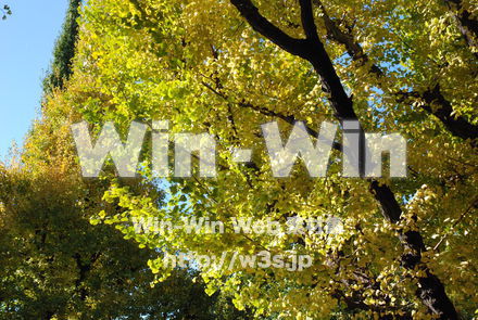 イチョウの写真素材 W-004631