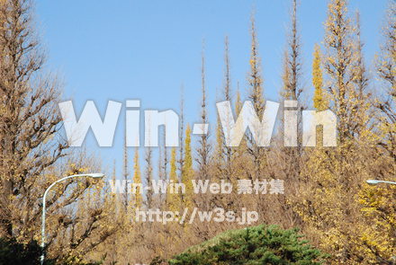 イチョウの写真素材 W-004599