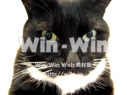 猫の写真素材 W-004544