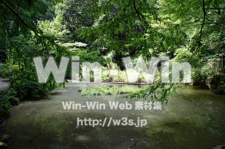 生田緑地の写真素材 W-004822