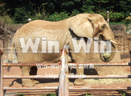 象の写真素材 W-004539