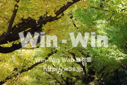 イチョウの写真素材 W-004620