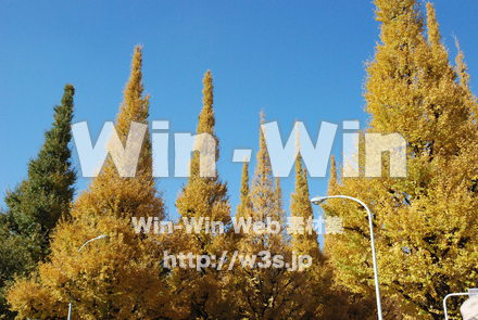 イチョウの写真素材 W-004600