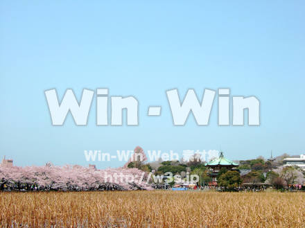 春の不忍池の写真素材 W-004538