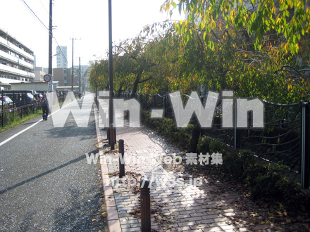 二ヶ領用水（高津区）の写真素材 W-004916