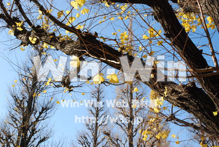 イチョウの写真素材 W-004587