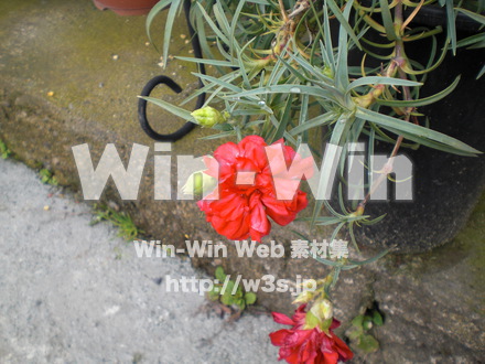 カーネーションの写真素材 W-004877