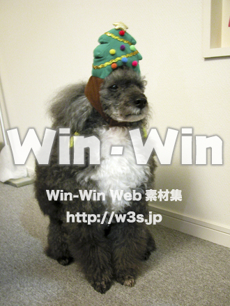 プードルのノバの写真素材 W-005483