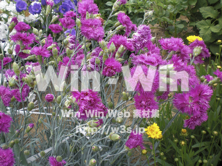 カーネーションの写真素材 W-004875