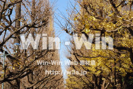 イチョウの写真素材 W-004589