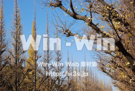 イチョウの写真素材 W-004594