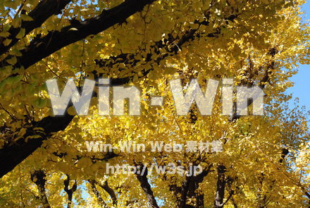 イチョウの写真素材 W-004629