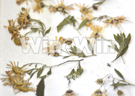 越前和紙作りの写真素材 W-006225