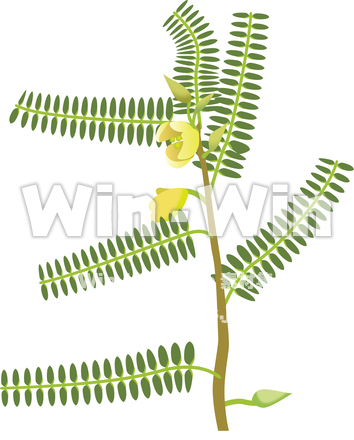 カワラケツメイのCG・イラスト素材 W-007206