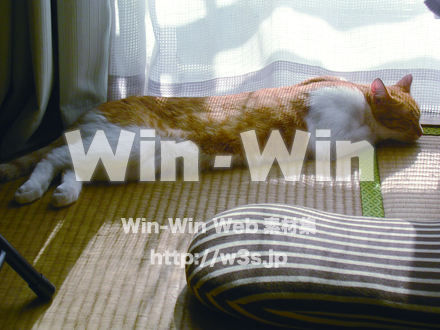 ねこ-その２の写真素材 W-006138