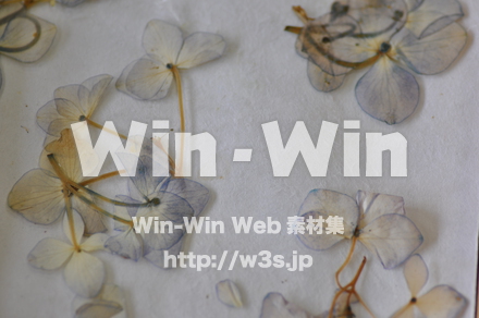 越前和紙作りの写真素材 W-006215