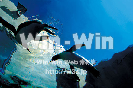 ペンギンの写真素材 W-006795