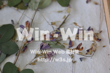 越前和紙作りの写真素材 W-006214