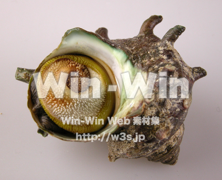 サザエの写真素材 W-007473