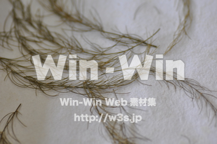 越前和紙作りの写真素材 W-006219