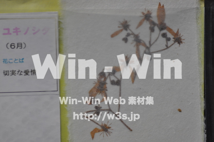 越前和紙作りの写真素材 W-006195