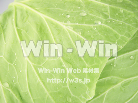 キャベツの写真素材 W-007161