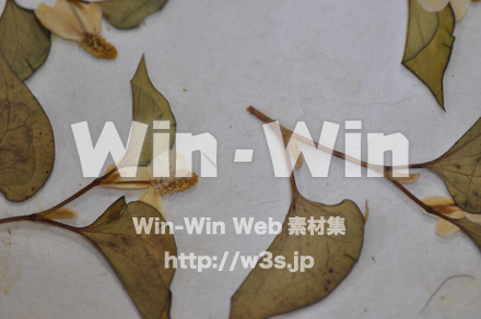 越前和紙作りの写真素材 W-006220