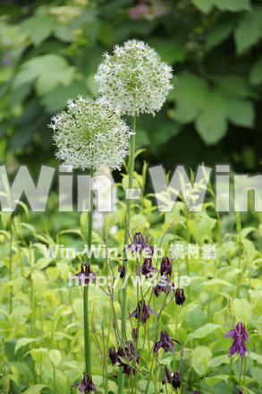 アリウムの写真素材 W-006356