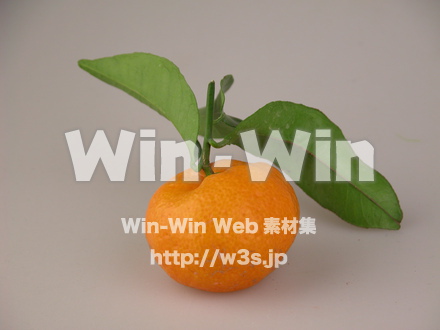 蜜柑の写真素材 W-007745