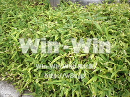 竹の写真素材 W-006455