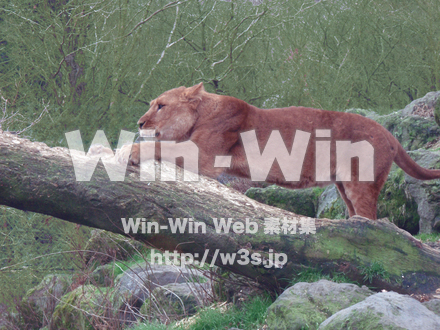 ライオンの写真素材 W-006894