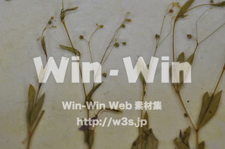 越前和紙作りの写真素材 W-006212