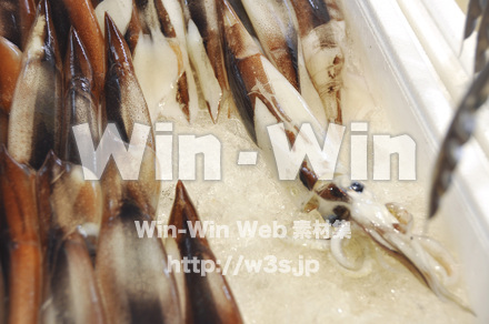 いかの写真素材 W-007531